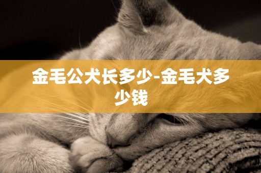 金毛公犬長多少-金毛犬多少錢