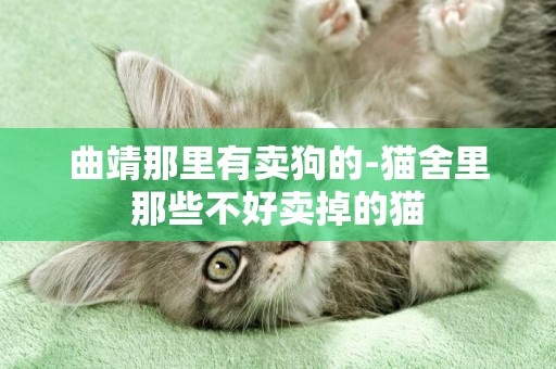 曲靖那里有賣狗的-貓舍里那些不好賣掉的貓