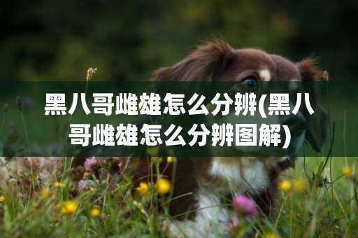 黑八哥雌雄怎么分辨(黑八哥雌雄怎么分辨圖解)