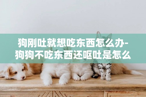 狗剛吐就想吃東西怎么辦-狗狗不吃東西還嘔吐是怎么回事