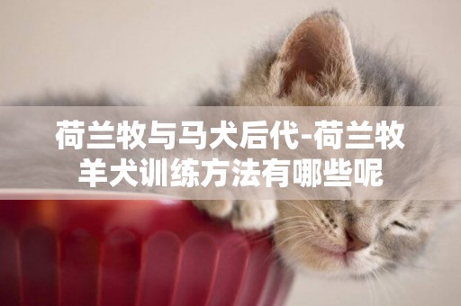 荷蘭牧與馬犬后代-荷蘭牧羊犬訓練方法有哪些呢