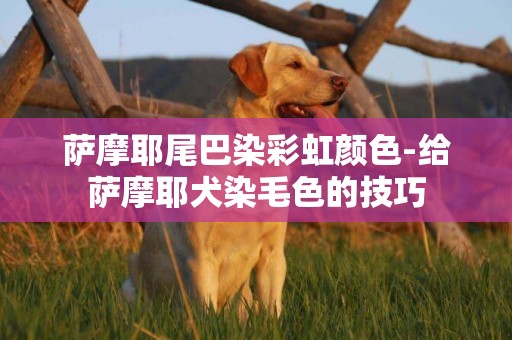薩摩耶尾巴染彩虹顏色-給薩摩耶犬染毛色的技巧