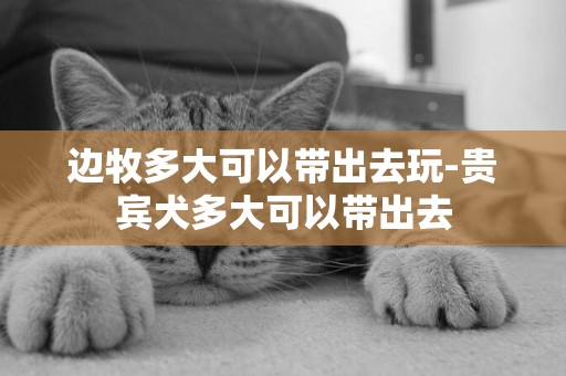 邊牧多大可以帶出去玩-貴賓犬多大可以帶出去