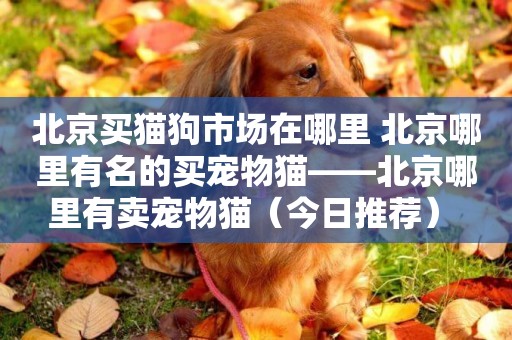 北京買貓狗市場在哪里 北京哪里有名的買寵物貓——北京哪里有賣寵物貓（今日推薦） 