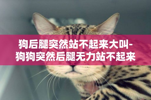 狗后腿突然站不起來大叫-狗狗突然后腿無力站不起來怎么回事
