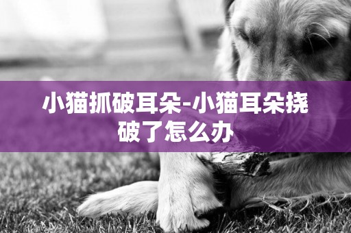 小貓抓破耳朵-小貓耳朵撓破了怎么辦
