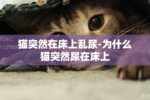 貓突然在床上亂尿-為什么貓突然尿在床上