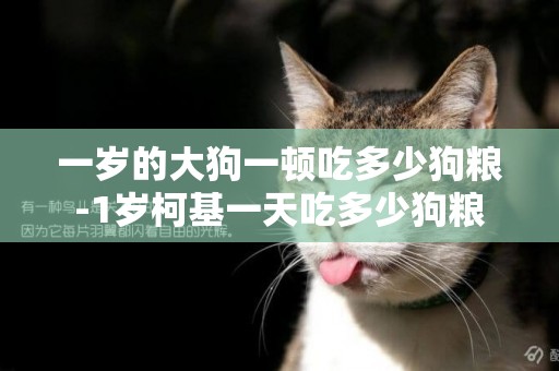 一歲的大狗一頓吃多少狗糧-1歲柯基一天吃多少狗糧