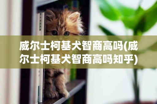 威爾士柯基犬智商高嗎(威爾士柯基犬智商高嗎知乎)
