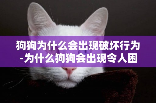 狗狗為什么會出現破壞行為-為什么狗狗會出現令人困擾的行為