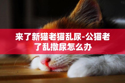 來了新貓老貓亂尿-公貓老了亂撒尿怎么辦