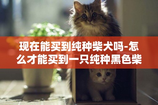 現在能買到純種柴犬嗎-怎么才能買到一只純種黑色柴犬