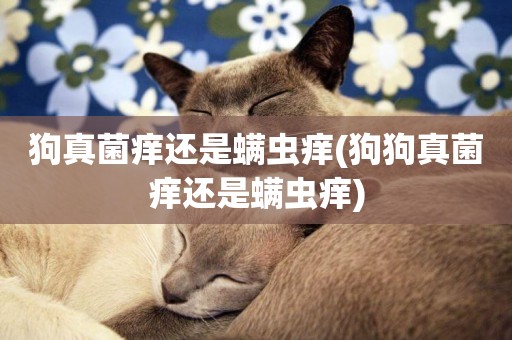 狗真菌癢還是螨蟲癢(狗狗真菌癢還是螨蟲癢)
