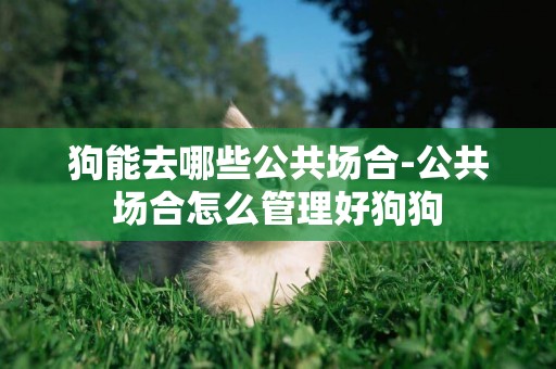 狗能去哪些公共場合-公共場合怎么管理好狗狗