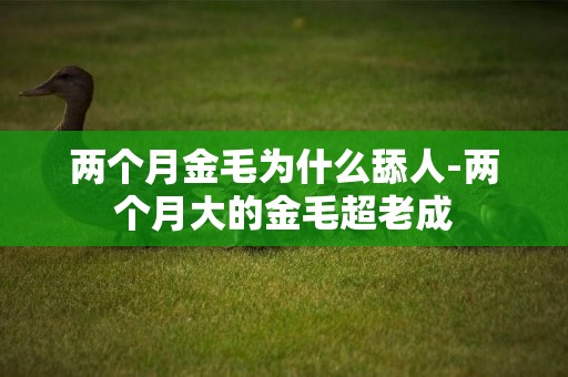 兩個月金毛為什么舔人-兩個月大的金毛超老成