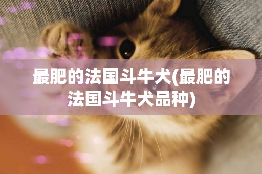 最肥的法國斗牛犬(最肥的法國斗牛犬品種)