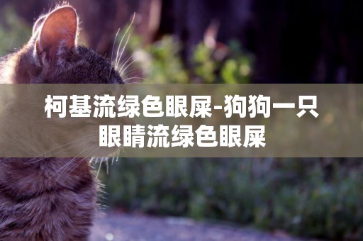 柯基流綠色眼屎-狗狗一只眼睛流綠色眼屎