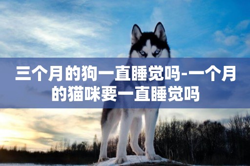 三個月的狗一直睡覺嗎-一個月的貓咪要一直睡覺嗎