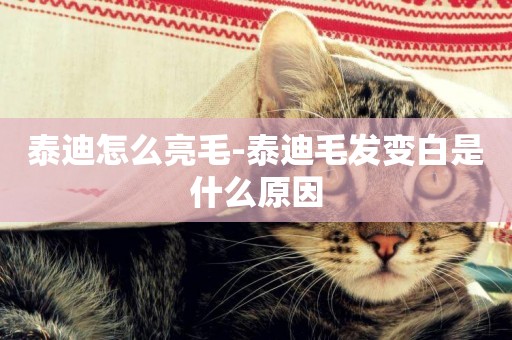 泰迪怎么亮毛-泰迪毛發變白是什么原因