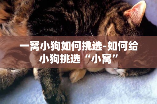 一窩小狗如何挑選-如何給小狗挑選“小窩”