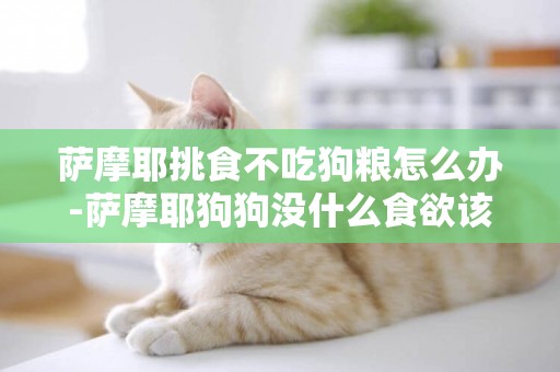 薩摩耶挑食不吃狗糧怎么辦-薩摩耶狗狗沒什么食欲該怎么辦