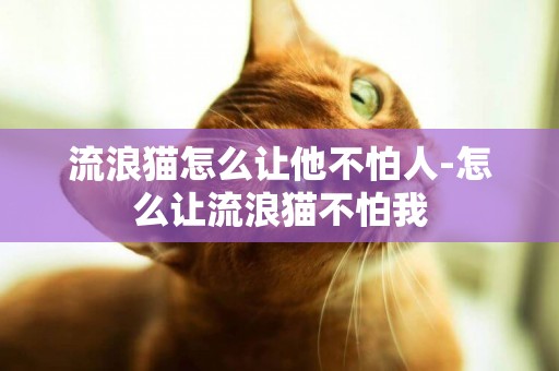 流浪貓怎么讓他不怕人-怎么讓流浪貓不怕我