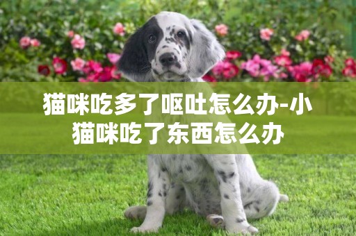 貓咪吃多了嘔吐怎么辦-小貓咪吃了東西怎么辦