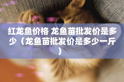 紅龍魚價格 龍魚苗批發價是多少（龍魚苗批發價是多少一斤） 