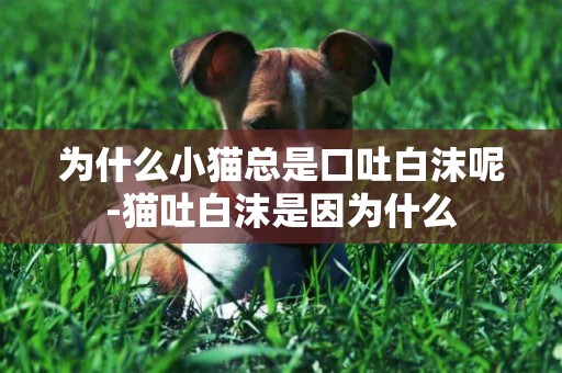 為什么小貓總是口吐白沫呢-貓吐白沫是因為什么
