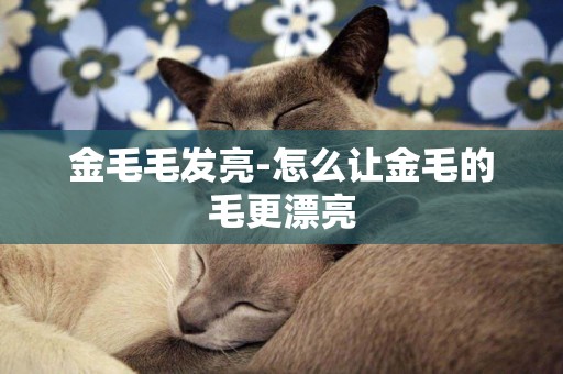 金毛毛發亮-怎么讓金毛的毛更漂亮
