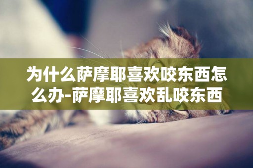 為什么薩摩耶喜歡咬東西怎么辦-薩摩耶喜歡亂咬東西怎么辦