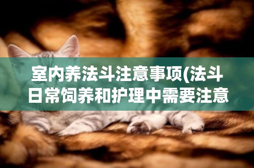 室內養法斗注意事項(法斗日常飼養和護理中需要注意什么)