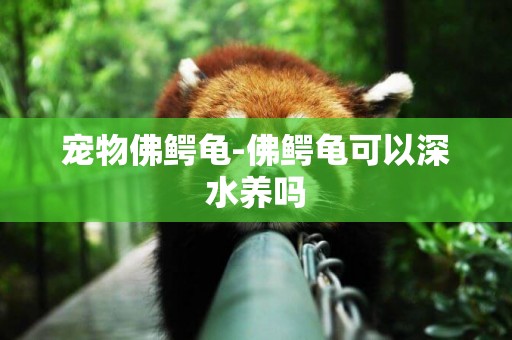 寵物佛鱷龜-佛鱷龜可以深水養嗎