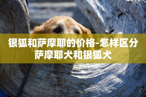 銀狐和薩摩耶的價格-怎樣區分薩摩耶犬和銀狐犬