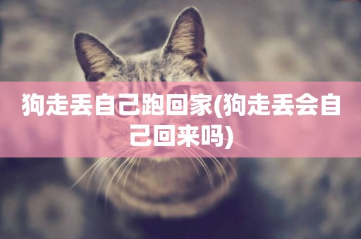 狗走丟自己跑回家(狗走丟會自己回來嗎)