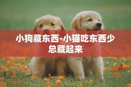 小狗藏東西-小貓吃東西少總藏起來