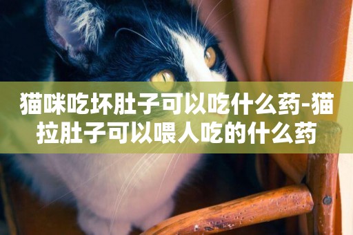 貓咪吃壞肚子可以吃什么藥-貓拉肚子可以喂人吃的什么藥