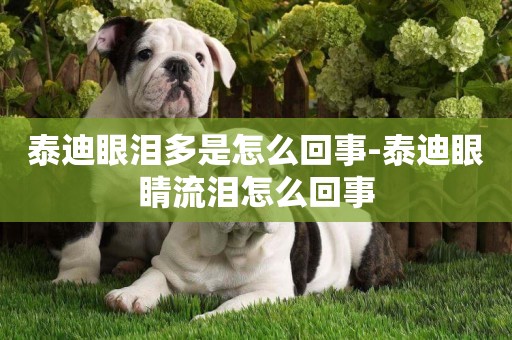 泰迪眼淚多是怎么回事-泰迪眼睛流淚怎么回事