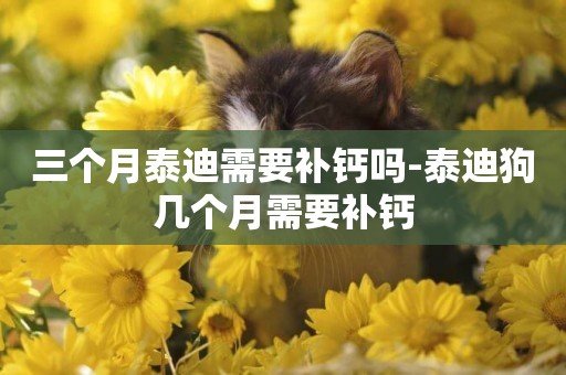 三個月泰迪需要補鈣嗎-泰迪狗幾個月需要補鈣
