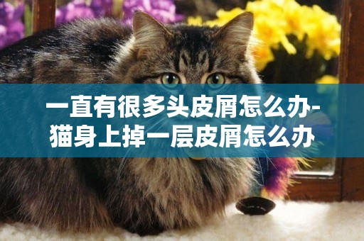 一直有很多頭皮屑怎么辦-貓身上掉一層皮屑怎么辦