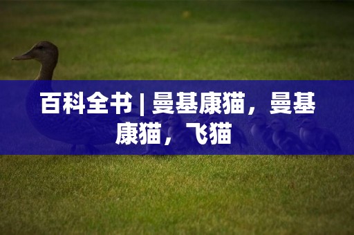 百科全書 | 曼基康貓，曼基康貓，飛貓 