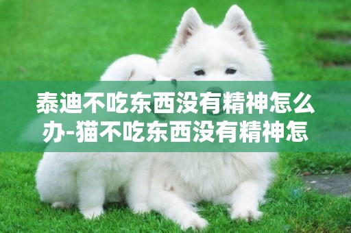 泰迪不吃東西沒有精神怎么辦-貓不吃東西沒有精神怎么辦