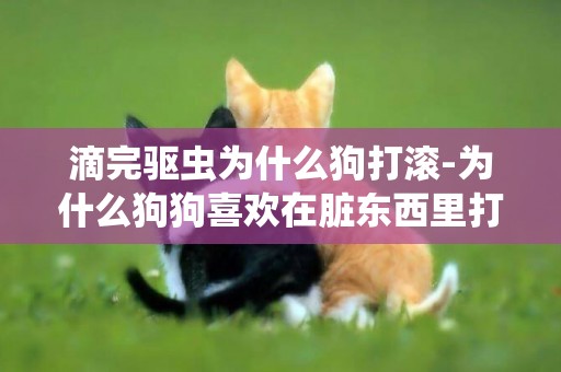 滴完驅蟲為什么狗打滾-為什么狗狗喜歡在臟東西里打滾