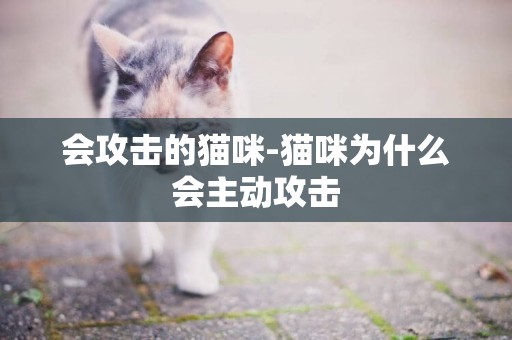 會攻擊的貓咪-貓咪為什么會主動攻擊
