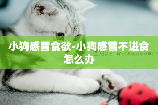 小狗感冒食欲-小狗感冒不進食怎么辦