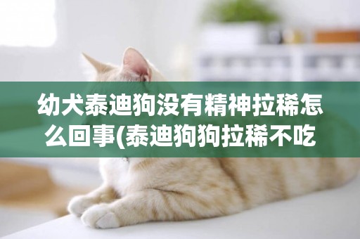 幼犬泰迪狗沒有精神拉稀怎么回事(泰迪狗狗拉稀不吃東西沒精神怎么辦)