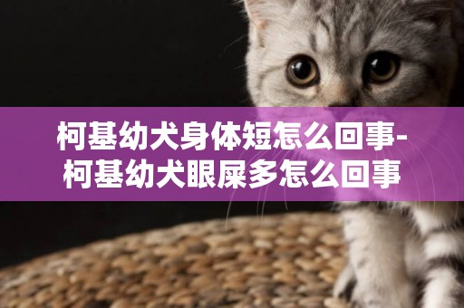 柯基幼犬身體短怎么回事-柯基幼犬眼屎多怎么回事