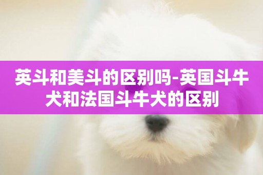 英斗和美斗的區別嗎-英國斗牛犬和法國斗牛犬的區別