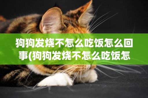 狗狗發燒不怎么吃飯怎么回事(狗狗發燒不怎么吃飯怎么回事兒)