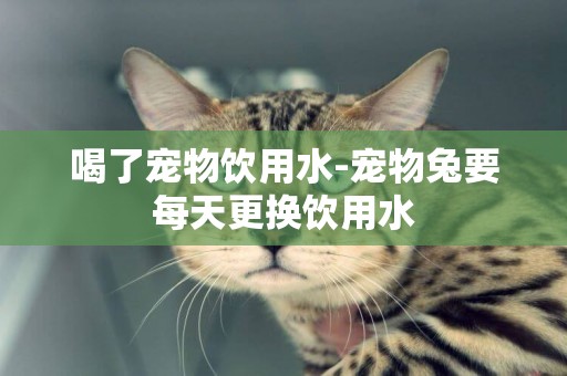 喝了寵物飲用水-寵物兔要每天更換飲用水